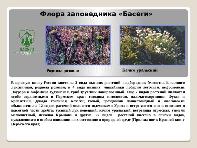 Флора заповедника «Басеги» Качим уральский Родиола розовая В красную книгу России занесены 3 вида высших растений: надбородник безлистный, калипсо луковичная, родиола розовая; и 4 вида низших: лишайники лобария легочная, нефромопсис Лаурера и омфалина гудзонская, гриб трутовик лакированный. Еще 7 видов растений являются особо охраняемыми в Пермском крае: гвоздика иглолистая, пальчатокоренники Фукса и крапчатый, дриада точечная, козелец голый, гроздовник ланцетовидный и многоножка обыкновенная. 12 видов растений являются эндемиками Урала и встречаются они в основном в высотной части хребта: гусиный лук ненецкий, качим уральский, ветреница пермская, тимьян малолистный, ясколка Крылова и другие. 27 видов растений внесено в списки видов, нуждающихся в особом внимании к их состоянию в природной среде (Приложение к Красной книге Пермского края).