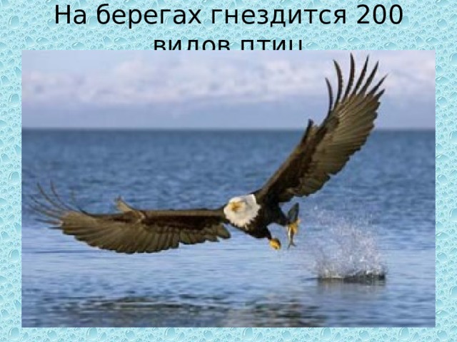 На берегах гнездится 200 видов птиц 