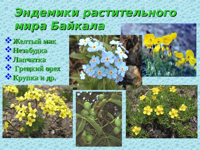 Эндемики растительного мира Байкала Желтый мак  Незабудка Лапчатка  Грецкий орех Крупка и др.      