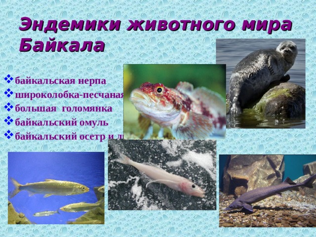Эндемики животного мира Байкала байкальская нерпа широколобка-песчаная большая голомянка байкальский омуль байкальский осетр и др.  