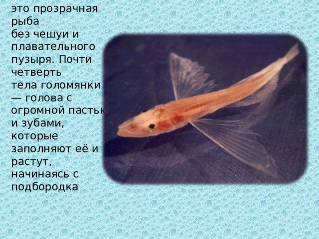  Голомянка — это прозрачная рыба без чешуи и плавательного пузыря. Почти четверть тела голомянки — голова с огромной пастью и зубами, которые заполняют её и растут, начинаясь с подбородка 
