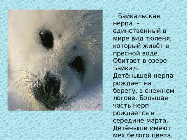  Байкальская нерпа – единственный в мире вид тюленя, который живёт в пресной воде. Обитает в озере Байкал. Детёнышей нерпа рождает на берегу, в снежном логове. Большая часть нерп рождается в середине марта. Детёныши имеют мех белого цвета, что позволяет им в первые недели жизни быть незаметными на снегу 