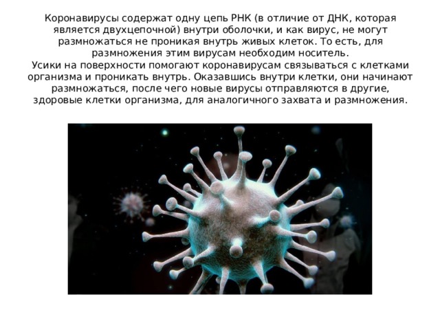 Коронавирусы содержат одну цепь РНК (в отличие от ДНК, которая является двухцепочной) внутри оболочки, и как вирус, не могут размножаться не проникая внутрь живых клеток. То есть, для размножения этим вирусам необходим носитель.  Усики на поверхности помогают коронавирусам связываться с клетками организма и проникать внутрь. Оказавшись внутри клетки, они начинают размножаться, после чего новые вирусы отправляются в другие, здоровые клетки организма, для аналогичного захвата и размножения.   