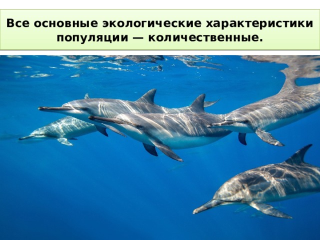 Все основные экологические характеристики популяции — количественные. 