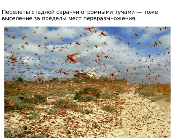  Перелеты стадной саранчи огромными тучами — тоже выселение за пределы мест переразмножения.   