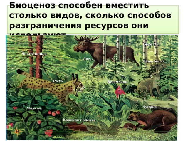 Биоценоз способен вместить столько видов, сколько способов разграничения ресурсов они используют. 
