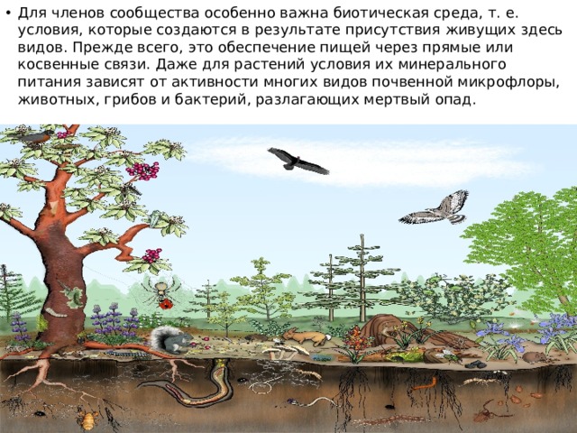 Для членов сообщества особенно важна биотическая среда, т. е. условия, которые создаются в результате присутствия живущих здесь видов. Прежде всего, это обеспечение пищей через прямые или косвенные связи. Даже для растений условия их минерального питания зависят от активности многих видов почвенной микрофлоры, животных, грибов и бактерий, разлагающих мертвый опад. 