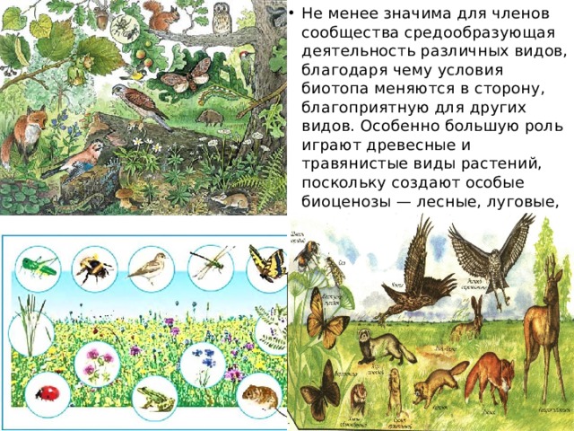 Не менее значима для членов сообщества средообразующая деятельность различных видов, благодаря чему условия биотопа меняются в сторону, благоприятную для других видов. Особенно большую роль играют древесные и травянистые виды растений, поскольку создают особые биоценозы — лесные, луговые, степные 
