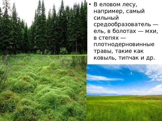 В еловом лесу, например, самый сильный средообразователь — ель, в болотах — мхи, в степях — плотнодерновинные травы, такие как ковыль, типчак и др. 