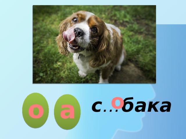 о о а с … бака  