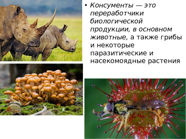 Консументы — это переработчики биологической продукции, в основном животные, а также грибы и некоторые паразитические и насекомоядные растения 