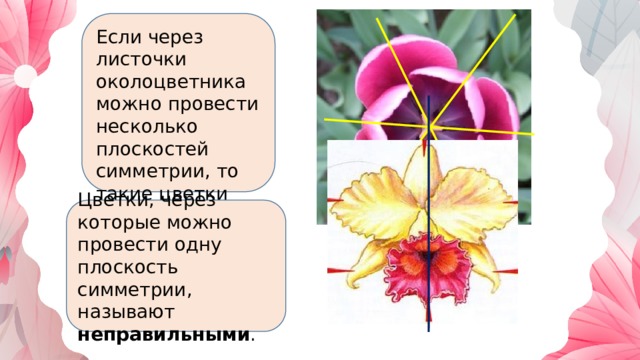 Если через листочки околоцветника можно провести несколько плоскостей симметрии, то такие цветки называют правильными  Цветки, через которые можно провести одну плоскость симметрии, называют неправильными . 