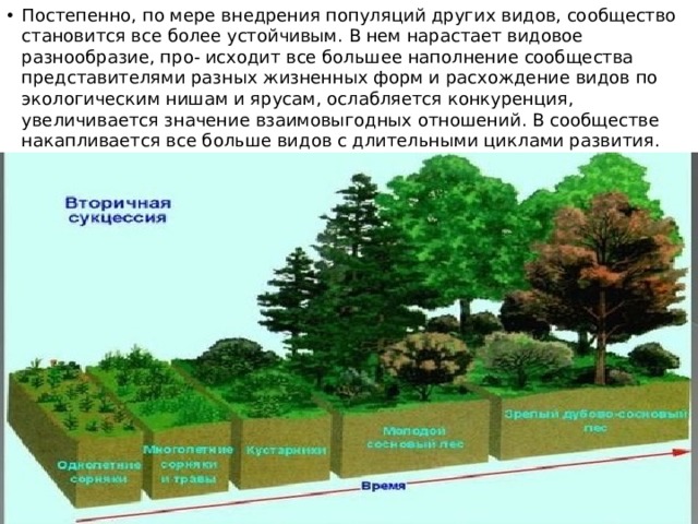 Постепенно, по мере внедрения популяций других видов, сообщество становится все более устойчивым. В нем нарастает видовое разнообразие, про- исходит все большее наполнение сообщества представителями разных жизненных форм и расхождение видов по экологическим нишам и ярусам, ослабляется конкуренция, увеличивается значение взаимовыгодных отношений. В сообществе накапливается все больше видов с длительными циклами развития. 