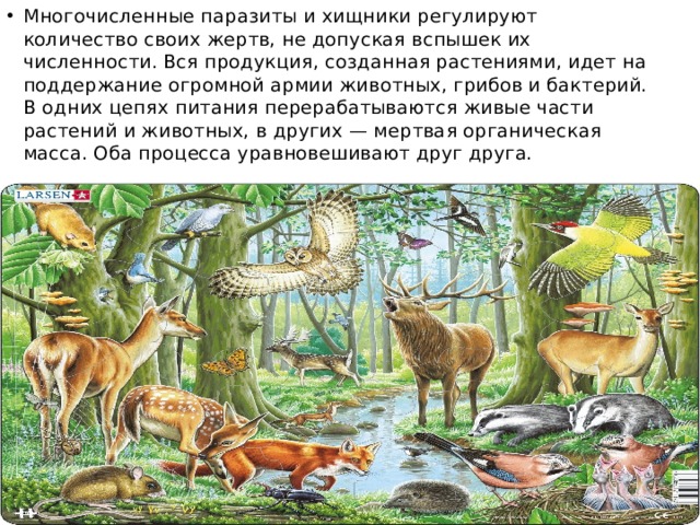 Многочисленные паразиты и хищники регулируют количество своих жертв, не допуская вспышек их численности. Вся продукция, созданная растениями, идет на поддержание огромной армии животных, грибов и бактерий. В одних цепях питания перерабатываются живые части растений и животных, в других — мертвая органическая масса. Оба процесса уравновешивают друг друга. 