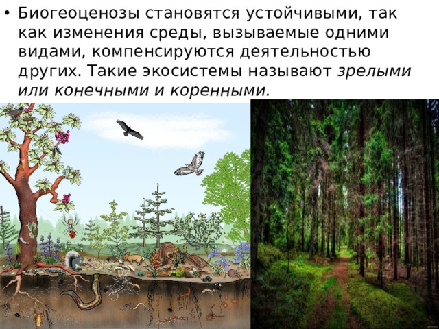 Биогеоценозы становятся устойчивыми, так как изменения среды, вызываемые одними видами, компенсируются деятельностью других. Такие экосистемы называют зрелыми или конечными и коренными. 