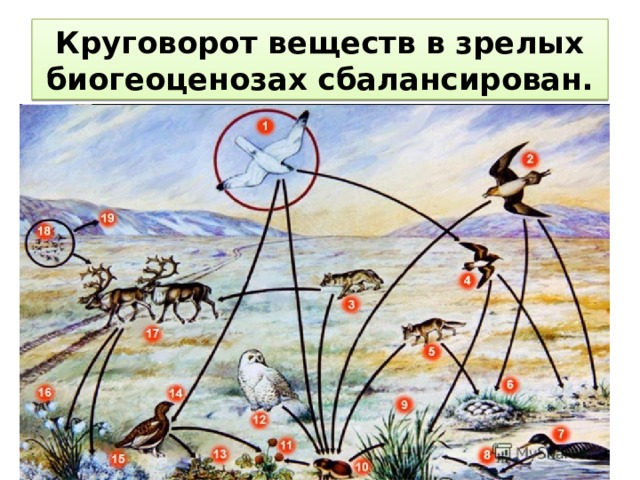Круговорот веществ в зрелых биогеоценозах сбалансирован. 