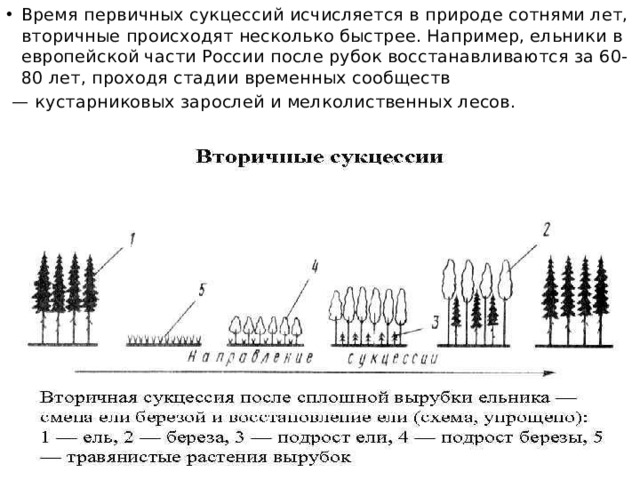 Время первичных сукцессий исчисляется в природе сотнями лет, вторичные происходят несколько быстрее. Например, ельники в европейской части России после рубок восстанавливаются за 60-80 лет, проходя стадии временных сообществ — кустарниковых зарослей и мелколиственных лесов. 
