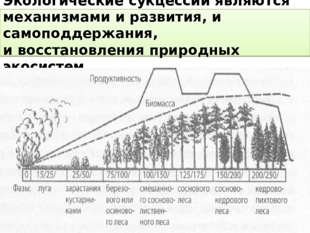 Экологические сукцессии являются механизмами и развития, и самоподдержания,  и восстановления природных экосистем. 