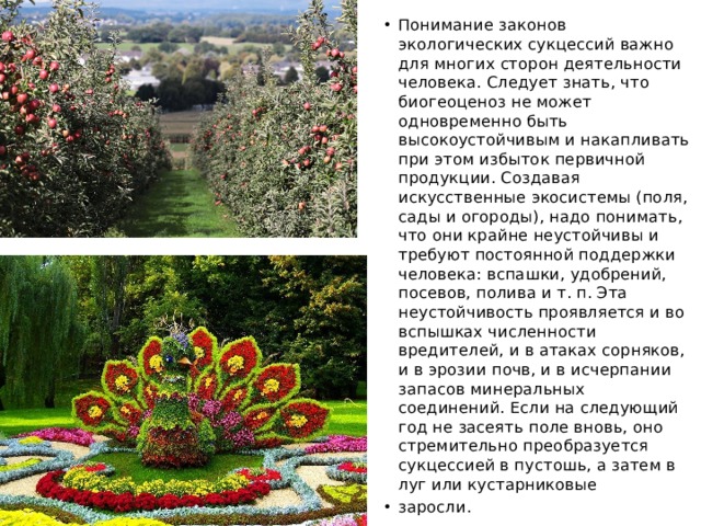 Понимание законов экологических сукцессий важно для многих сторон деятельности человека. Следует знать, что биогеоценоз не может одновременно быть высокоустойчивым и накапливать при этом избыток первичной продукции. Создавая искусственные экосистемы (поля, сады и огороды), надо понимать, что они крайне неустойчивы и требуют постоянной поддержки человека: вспашки, удобрений, посевов, полива и т. п. Эта неустойчивость проявляется и во вспышках численности вредителей, и в атаках сорняков, и в эрозии почв, и в исчерпании запасов минеральных соединений. Если на следующий год не засеять поле вновь, оно стремительно преобразуется сукцессией в пустошь, а затем в луг или кустарниковые заросли. 