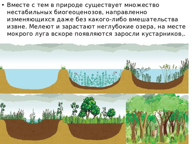 Вместе с тем в природе существует множество нестабильных биогеоценозов, направленно изменяющихся даже без какого-либо вмешательства извне. Мелеют и зарастают неглубокие озера, на месте мокрого луга вскоре появляются заросли кустарников,. 