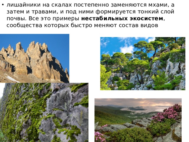 лишайники на скалах постепенно заменяются мхами, а затем и травами, и под ними формируется тонкий слой почвы. Все это примеры нестабильных экосистем , сообщества которых быстро меняют состав видов 