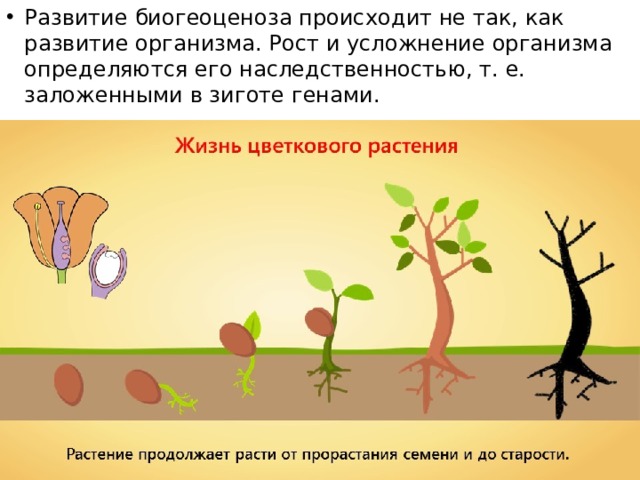 Развитие биогеоценоза происходит не так, как развитие организма. Рост и усложнение организма определяются его наследственностью, т. е. заложенными в зиготе генами. 