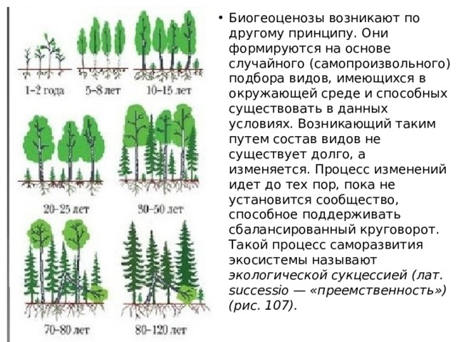 Биогеоценозы возникают по другому принципу. Они формируются на основе случайного (самопроизвольного) подбора видов, имеющихся в окружающей среде и способных существовать в данных условиях. Возникающий таким путем состав видов не существует долго, а изменяется. Процесс изменений идет до тех пор, пока не установится сообщество, способное поддерживать сбалансированный круговорот. Такой процесс саморазвития экосистемы называют экологической сукцессией (лат. successio — «преемственность») (рис. 107). 