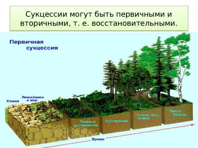 Сукцессии могут быть первичными и  вторичными, т. е. восстановительными. 