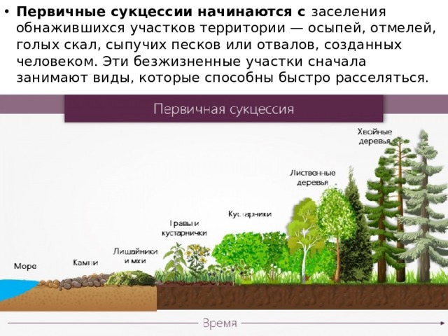 Первичные сукцессии начинаются с заселения обнажившихся участков территории — осыпей, отмелей, голых скал, сыпучих песков или отвалов, созданных человеком. Эти безжизненные участки сначала занимают виды, которые способны быстро расселяться. 