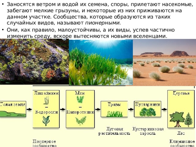 Заносятся ветром и водой их семена, споры, прилетают насекомые, забегают мелкие грызуны, и некоторые из них приживаются на данном участке. Сообщества, которые образуются из таких случайных видов, называют пионерными. Они, как правило, малоустойчивы, а их виды, успев частично изменить среду, вскоре вытесняются новыми вселенцами. 