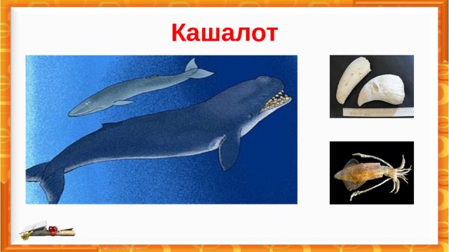 Кашалот