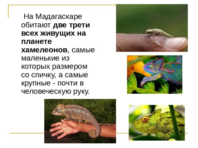  На Мадагаскаре обитают две трети всех живущих на планете хамелеонов , самые маленькие из которых размером со спичку, а самые крупные - почти в человеческую руку. 
