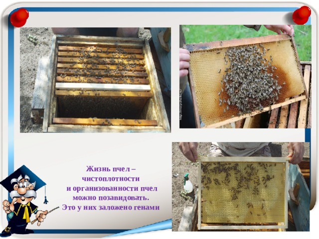 Жизнь пчел – чистоплотности  и организованности пчел  можно позавидовать.  Это у них заложено генами 