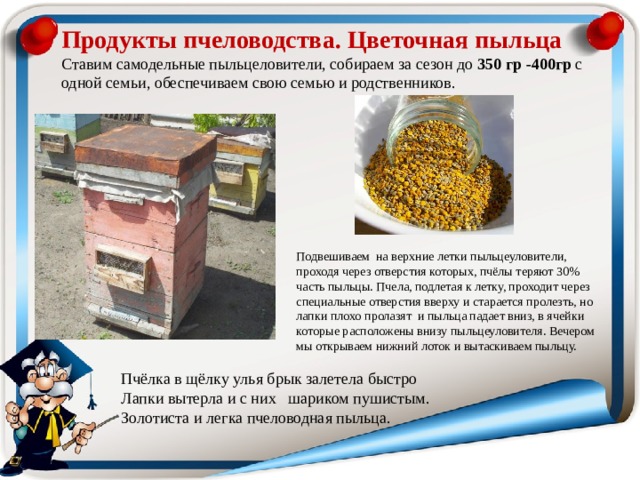 Продукты пчеловодства. Цветочная пыльца  Ставим самодельные пыльцеловители, собираем за сезон до 350 гр -400гр с одной семьи, обеспечиваем свою семью и родственников. Подвешиваем на верхние летки пыльцеуловители, проходя через отверстия которых, пчёлы теряют 30% часть пыльцы. Пчела, подлетая к летку, проходит через специальные отверстия вверху и старается пролезть, но лапки плохо пролазят и пыльца падает вниз, в ячейки которые расположены внизу пыльцеуловителя. Вечером мы открываем нижний лоток и вытаскиваем пыльцу. Пчёлка в щёлку улья брык залетела быстро Лапки вытерла и с них шариком пушистым. Золотиста и легка пчеловодная пыльца. 