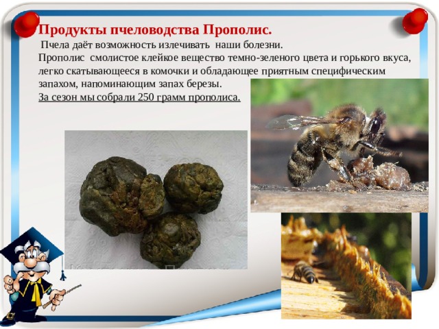 Продукты пчеловодства Прополис.   Пчела даёт возможность излечивать наши болезни.  Прополис  смолистое клейкое вещество темно-зеленого цвета и горького вкуса, легко скатывающееся в комочки и обладающее приятным специфическим запахом, напоминающим запах березы. За сезон мы собрали 250 грамм прополиса. 