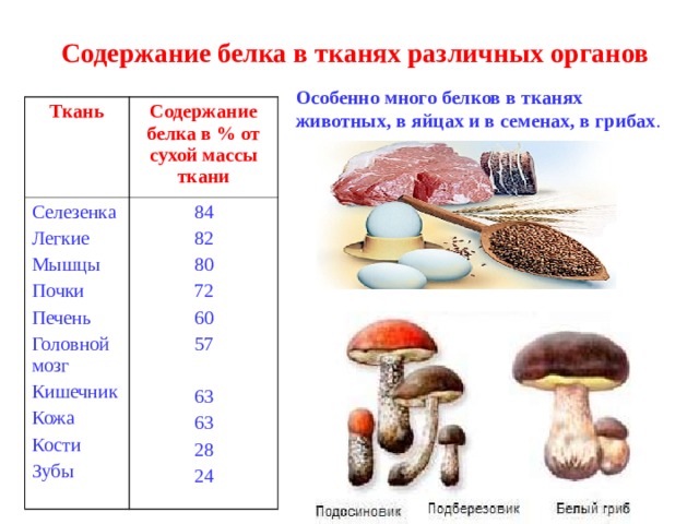 Содержание белка в тканях различных органов Особенно много белков в тканях животных, в яйцах и в семенах, в грибах . Ткань Содержание белка в % от сухой массы ткани Селезенка Легкие Мышцы Почки Печень Головной мозг Кишечник Кожа Кости Зубы 84 82 80 72 60 57 63 63 28 24 