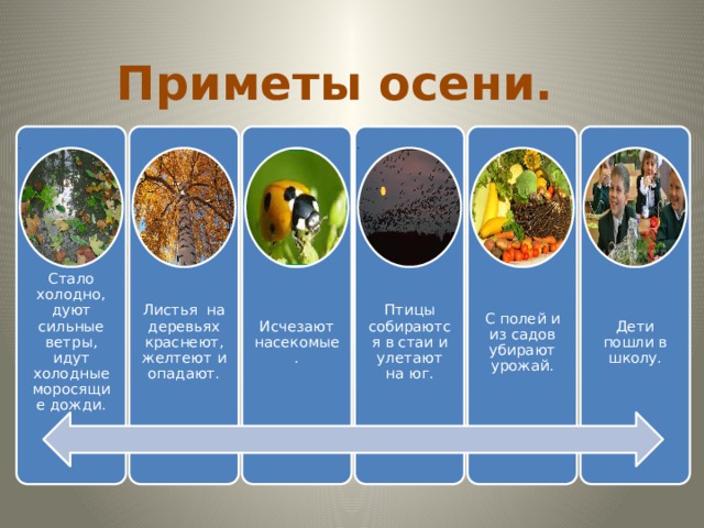 Приметы осени. Стало холодно, дуют сильные ветры, идут холодные моросящие дожди. Листья на деревьях краснеют, желтеют и опадают. Исчезают насекомые. Птицы собираются в стаи и улетают на юг. С полей и из садов убирают урожай. Дети пошли в школу. 