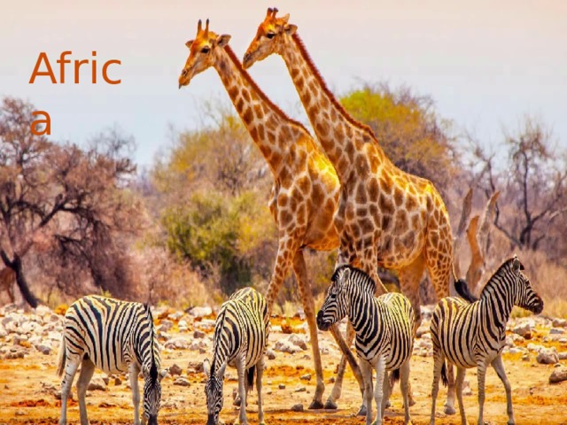 Africa 