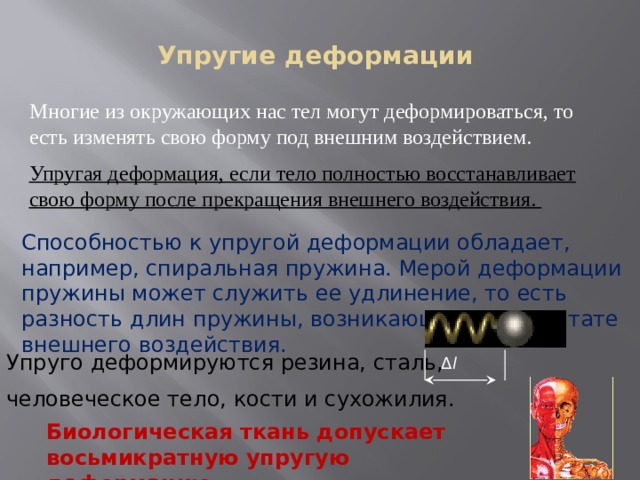 Упругие деформации  Многие из окружающих нас тел могут деформироваться, то есть изменять свою форму под внешним воздействием. Упругая деформация, если тело полностью восстанавливает свою форму после прекращения внешнего воздействия. Способностью к упругой деформации обладает, например, спиральная пружина. Мерой деформации пружины может служить ее удлинение, то есть разность длин пружины, возникающая в результате внешнего воздействия. Упруго деформируются резина, сталь, человеческое тело, кости и сухожилия. Δ l Биологическая ткань допускает восьмикратную упругую деформацию.  