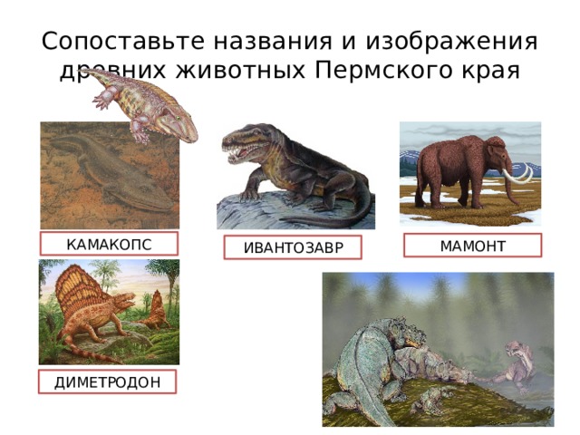 Сопоставьте названия и изображения древних животных Пермского края КАМАКОПС МАМОНТ ИВАНТОЗАВР ДИМЕТРОДОН 