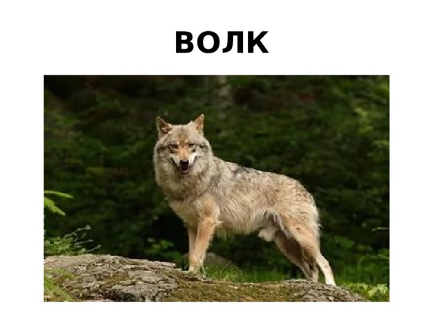 ВОЛК 
