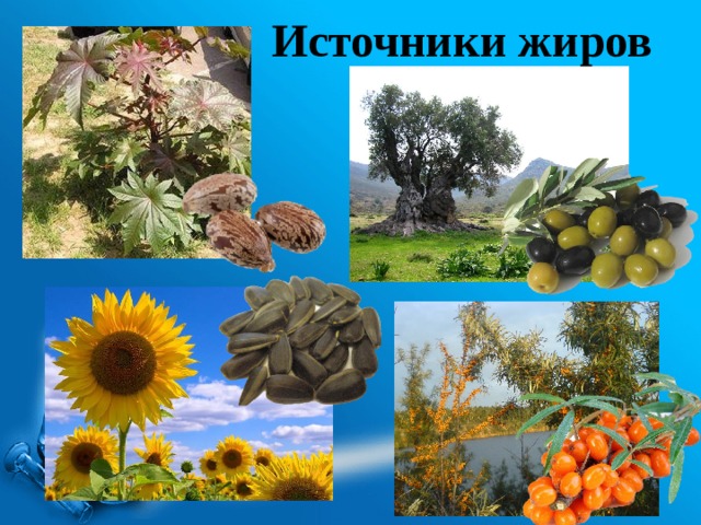 Источники жиров 
