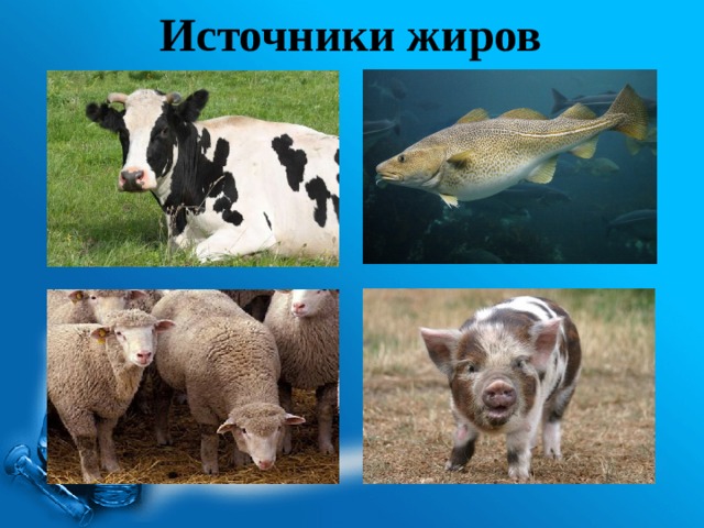Источники жиров 