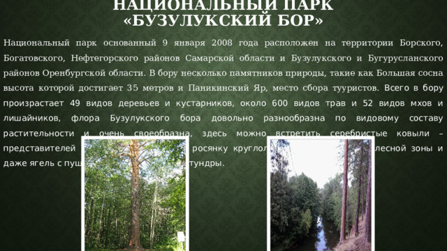 Национальный парк «Бузулукский бор» Национальный парк основанный 9 января 2008 года расположен на территории Борского, Богатовского, Нефтегорского районов Самарской области и Бузулукского и Бугурусланского районов Оренбургской области. В бору несколько памятников природы, такие как Большая сосна высота которой достигает 35 метров и Паникинский Яр, место сбора тууристов. Всего в бору произрастает 49 видов деревьев и кустарников, около 600 видов трав и 52 видов мхов и лишайников, флора Бузулукского бора довольно разнообразна по видовому составу растительности и очень своеобразна, здесь можно встретить серебристые ковыли – представителей степей и полупустынь, росянку круглолистную – жительницу лесной зоны и даже ягель с пушицей – представителей тундры. 