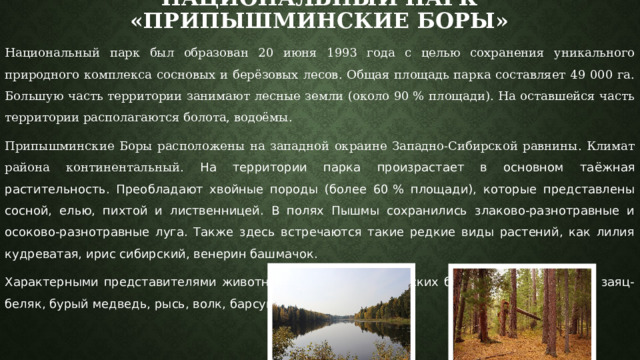 Национальный парк «Припышминские боры» Национальный парк был образован 20 июня 1993 года с целью сохранения уникального природного комплекса сосновых и берёзовых лесов. Общая площадь парка составляет 49 000 га. Большую часть территории занимают лесные земли (около 90 % площади). На оставшейся часть территории располагаются болота, водоёмы. Припышминские Боры расположены на западной окраине Западно-Сибирской равнины. Климат района континентальный. На территории парка произрастает в основном таёжная растительность. Преобладают хвойные породы (более 60 % площади), которые представлены сосной, елью, пихтой и лиственницей. В полях Пышмы сохранились злаково-разнотравные и осоково-разнотравные луга. Также здесь встречаются такие редкие виды растений, как лилия кудреватая, ирис сибирский, венерин башмачок. Характерными представителями животного мира Припышминских боров являются: белка, заяц-беляк, бурый медведь, рысь, волк, барсук, лось и кабан. 