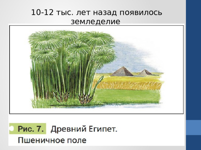 10-12 тыс. лет назад появилось земледелие 