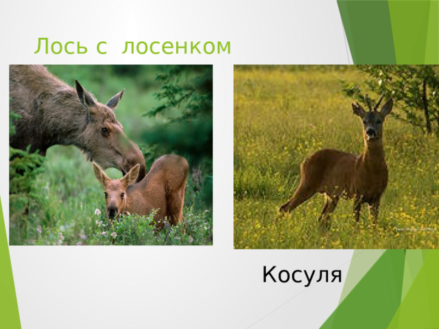 Лось с лосенком Косуля 