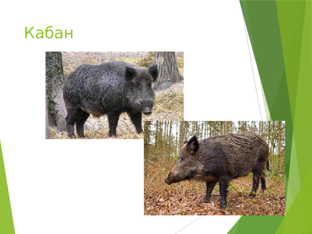 Кабан 