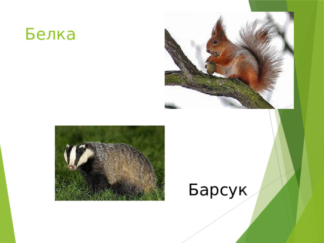 Белка Барсук 