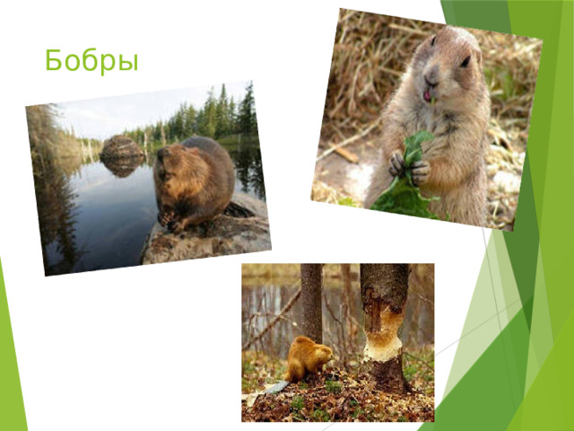 Бобры 